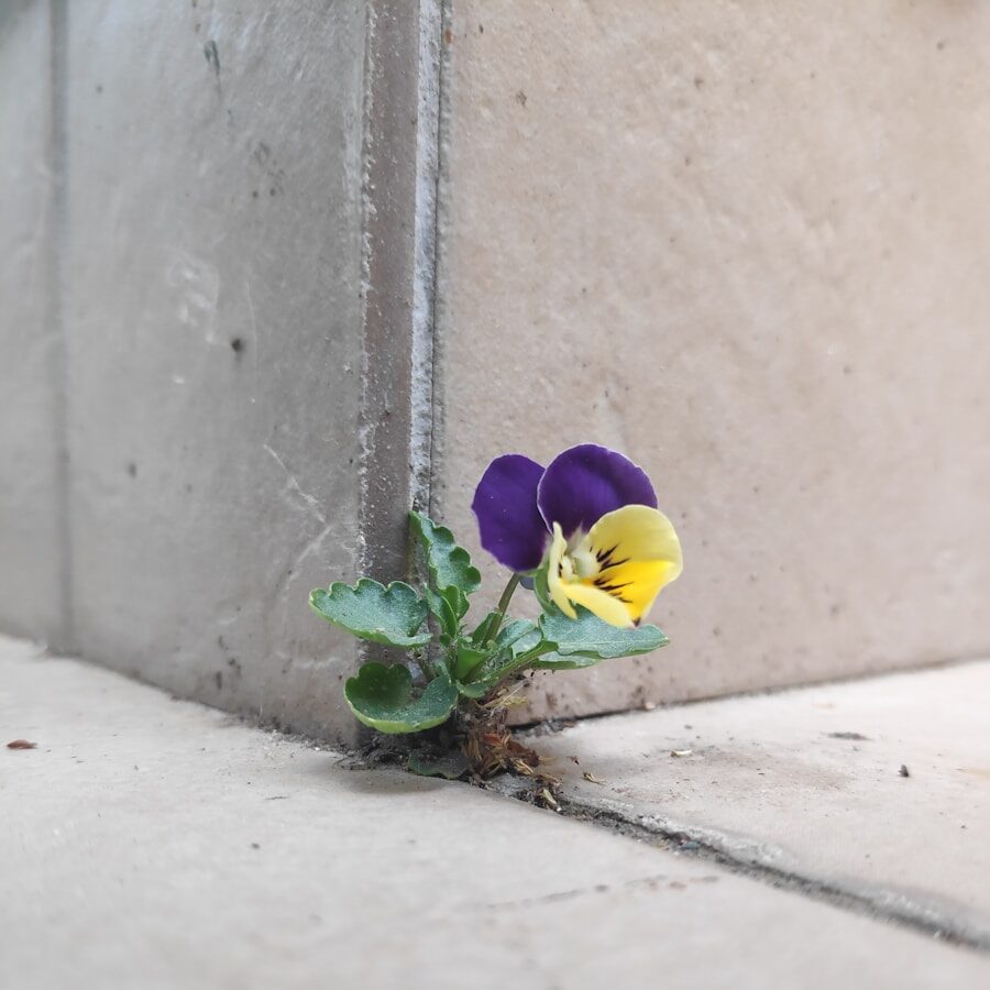 a flower growing out of a concrete wall